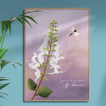 Orthosiphon / Fè douvan - Kisnelko