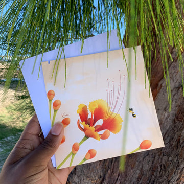 Petit flamboyant - Kisnelko