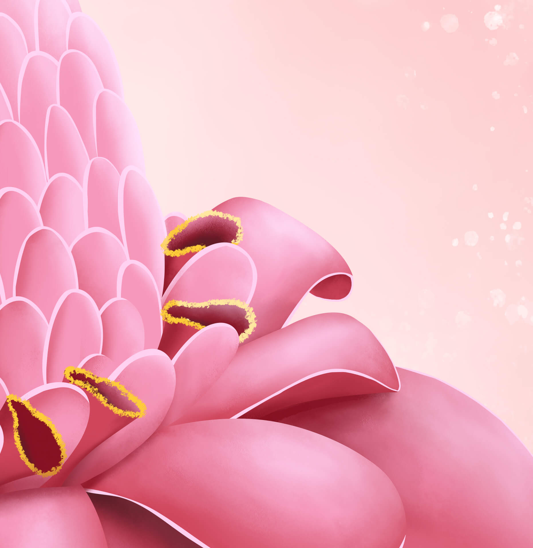 Rose de porcelaine / Queen - Kisnelko